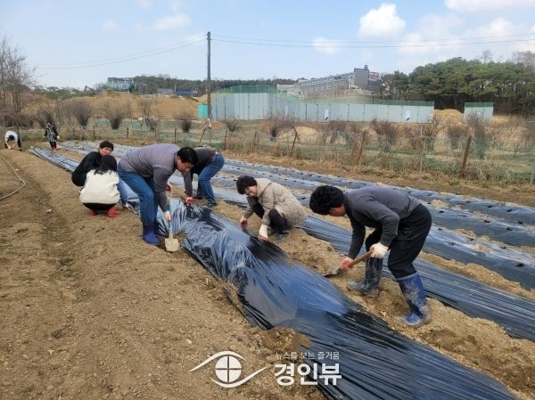 대원동 지역사회보장협의체, 사랑의 나눔 텃밭 감자 심기