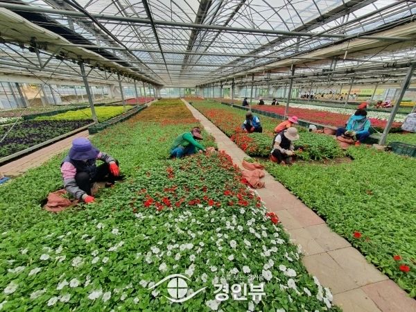 안산시, 새 봄 맞이 사계절 꽃길거리 조성… 도심 곳곳 75만 본 식재