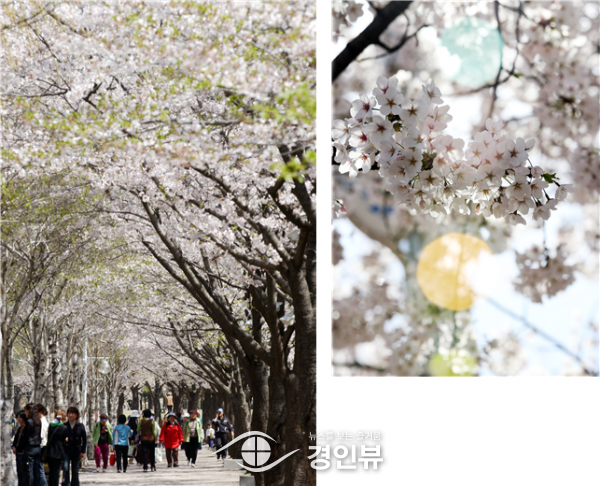 올 봄 꽃놀이, 인천에서 즐겨볼까?