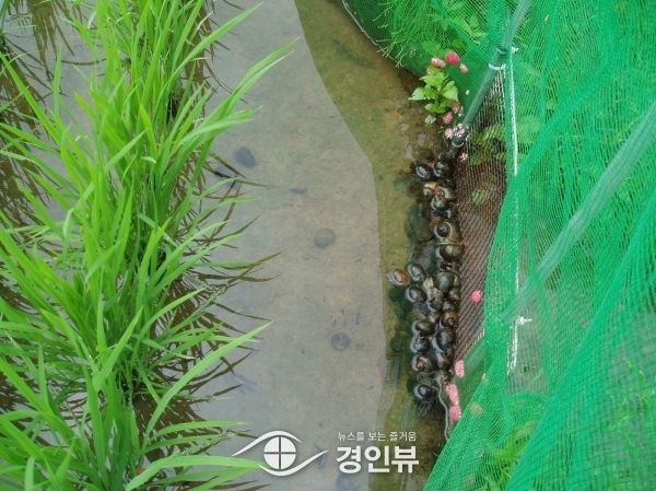 광주시, 벼 재배에 왕우렁이 친환경 농법 보급