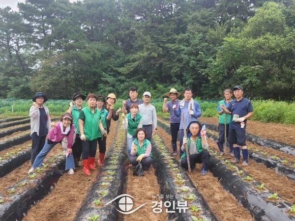 오산시, 중앙동 사랑의 김장용 배추 심기