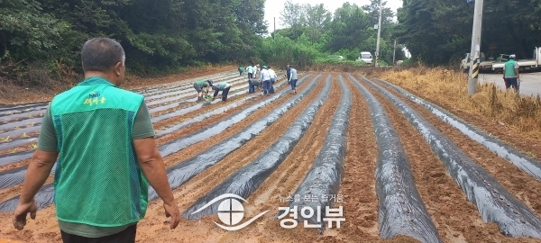 청북읍 새마을남·여지도자협의회 사랑의 배추심기