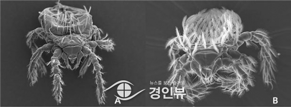 가을철 불청객, 벌초 시 진드기 조심하세요